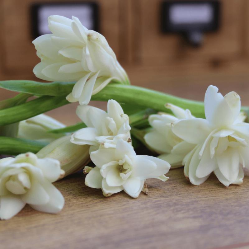 Duftkerze - Tuberose & Ylang de Pashmina - Honey Decoration